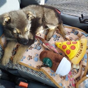 Choice of 1 16x23" Paw Print Pet Blanket